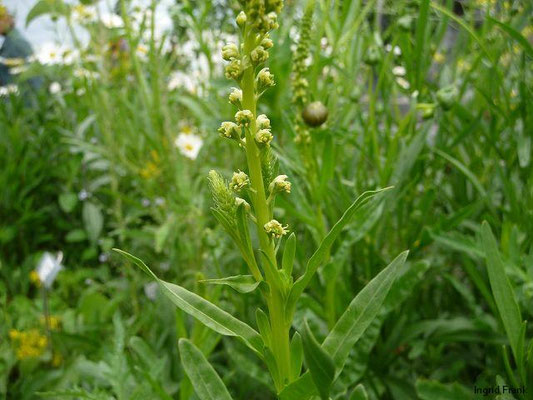 Reseda luteola / Färber-Wau /(Hortulus phamaceuticus Kressbronn)   VI-IX