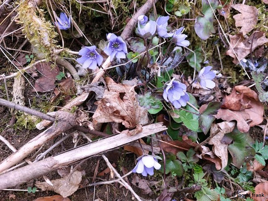 Hepatica nobilis / Leberblümchen