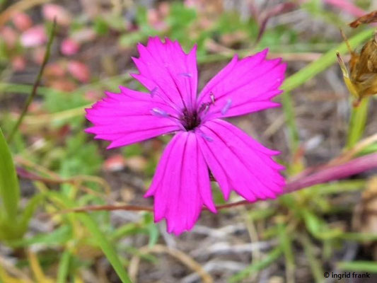 Dianthus sylvestris / Stein-Nelke