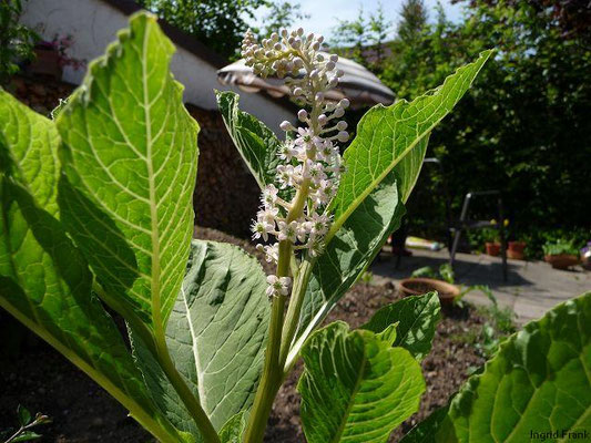 Phytolacca esculenta / Asiatische Kermesbeere    VII-IX