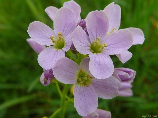 Cardamine pratensis - Gewöhnliches Wiesen-Schaumkraut   IV-VI