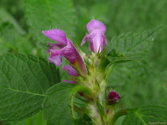 28.07.2011-Galeopsis tetrahit - Stechender Hohlzahn