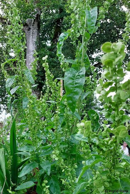 Atriplex hortensis / Garten-Melde