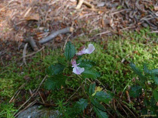 Teucrium chamaedrys / Edel-Gamander  (20.08.2011; oberhalb von Fridingen)