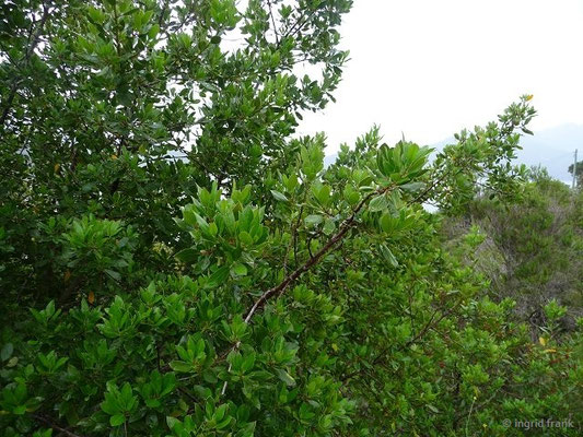 Myrtus communis / Myrte    (27.04.2016; Italien, Insel Elba)