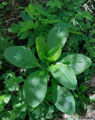 Phytolacca americana / Amerikanische Kermesbeere (12.05.2026; Trentino, Valsugana)