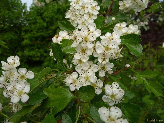 Crataegus monogyna / Eingriffeliger Weißdorn    V-VI