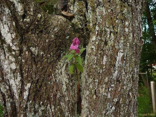 13.09.22011-Impatiens glandulifera - Drüsiges Springkraut