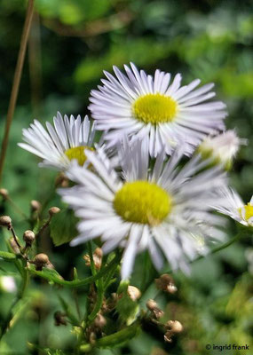 Erigeron annuus / Feinstrahl-Berufkraut   (11.08.2023; Heidelberg, Wiese unterhalb der Moltkehütte)