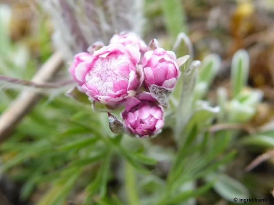 Antennaria dioica / Gewöhnliches Katzenpfötchen