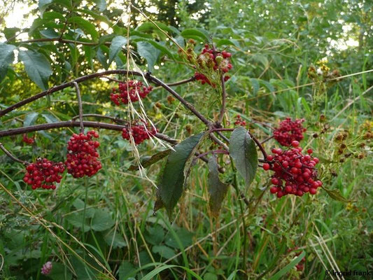 Sambucus racemosa / Trauben-Holunder: Neophyt im borealen Europa