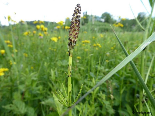 FÜR VIEH STARK GIFTIG:  Sumpf-Schachtelhalm / Equisetum palustre; Familie: Schachtelhalmgewächse / Equisetaceae