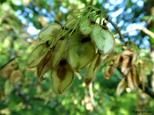 Ulmus laevis / Flatter-Ulme