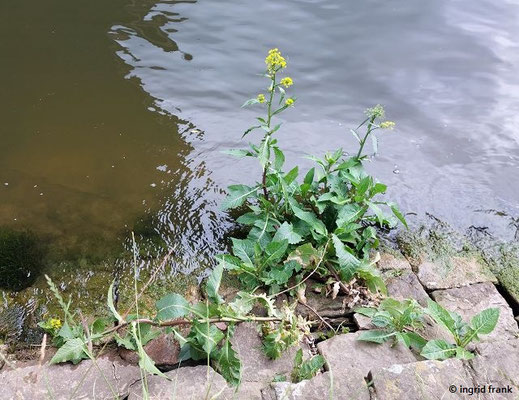 Rorippa amphibia / Wasser-Sumpfkresse  V-VIII