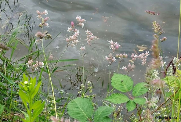Silene vulgaris / Gewöhnliches Leimkraut