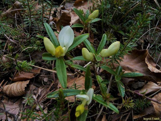 Polygala chamaebuxus / Buchsblättrige Kreuzblume
