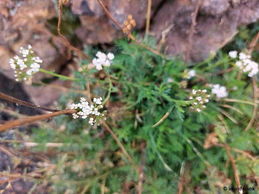 Achillea ligustica / Ligurische Schafgarbe