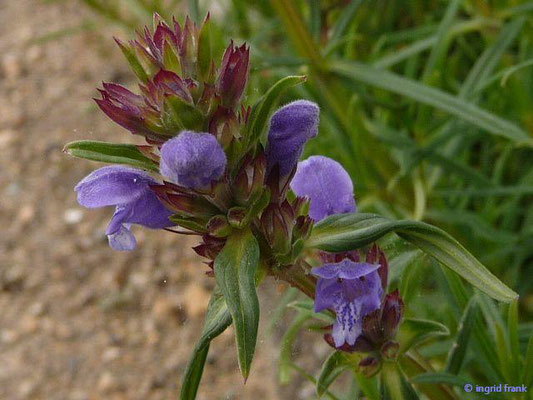 Dracocephalum ruyschiana / Berg-Drachenkopf (Botanischer Garten Berlin)