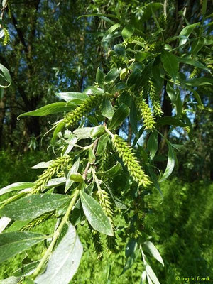 Salix alba / Silber-Weide