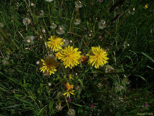 Crepis biennis / Wiesen-Pippau    V-VIII