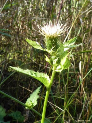 Cirsium oleraceum - Kohl-Kratzdistel