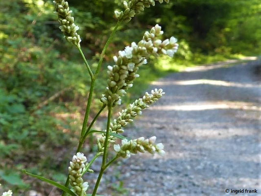 Persicaria lapathifolia / Ampfer-Knöterich