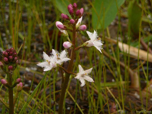 Menyanthes trifoliata / Fieberklee