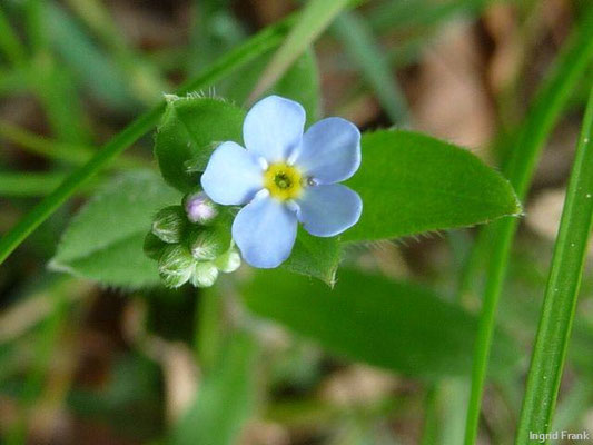 Myosotis spec. (50-100 Arten)