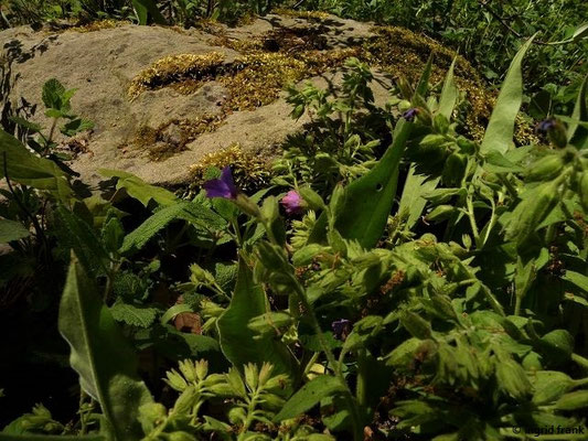 Pulmonaria mollis / Weiches Lungenkraut (08.05.2015; Botanischer Garten Dresden)