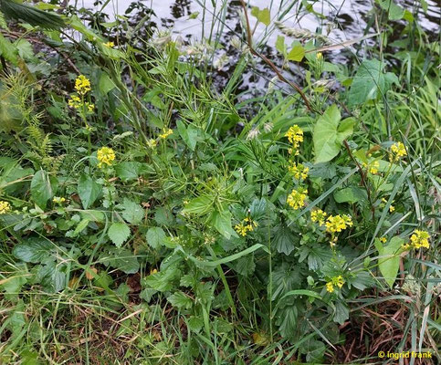 Barbarea vulgaris / Gewöhnliches Barbarakraut