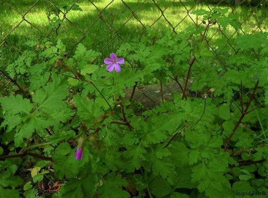 Geranium robertianum / Ruprechtskraut, Stinkender Storchschnabel