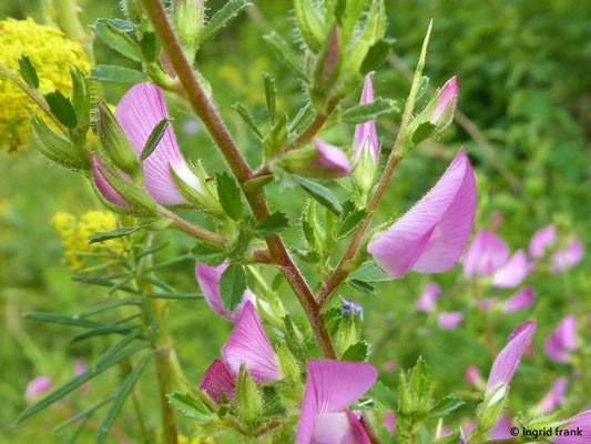 Ononis spinosa / Dornige Hauhechel    VI-VII