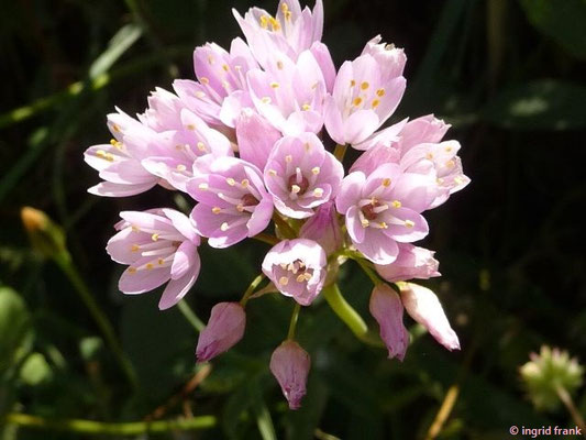 Allium roseum / Rosen-Lauch    (27.04.2016; Italien, Insel Elba)