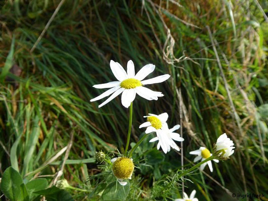 Tripleurospermum inodorum / Geruchlose Kamille