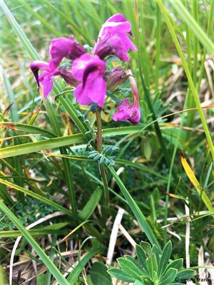 Pedicularis rostrocapitata / Kopfiges Läusekraut (Foto Georg Frank)
