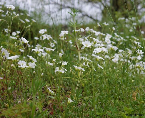 23.06.2023; Felsenmeer beim Wental im Albuch auf der Ostalb