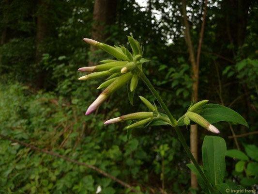 Saponaria officinalis / Gewöhnliches Seifenkraut   (04.07.2014; An der Argen bei Ratzenried)