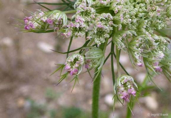 Laserpitium prutenicum - Preußisches Laserkraut  (20.05.2022; Botanischer Garten der Universität Tübingen)