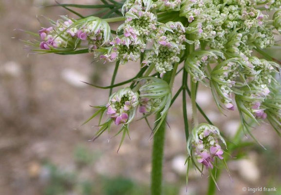 Laserpitium prutenicum - Preußisches Laserkraut  (20.05.2022; Botanischer Garten der Universität Tübingen)