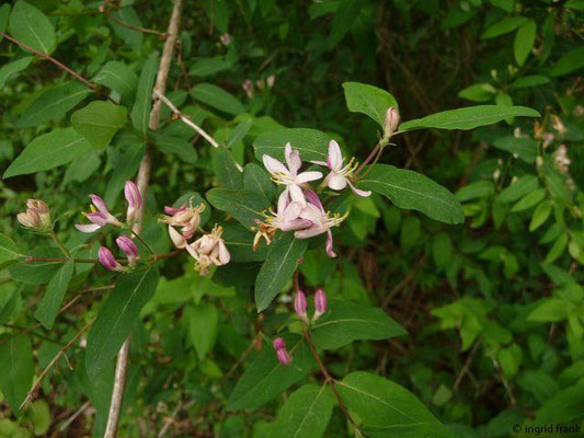 Lonicera tatarica / Tataren-Heckenkirsche