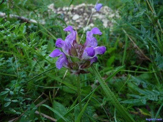 Prunella grandiflora / Großblütige Braunelle     (20.08.2011; im Tal der Oberen Donau bei Fridingen)   
