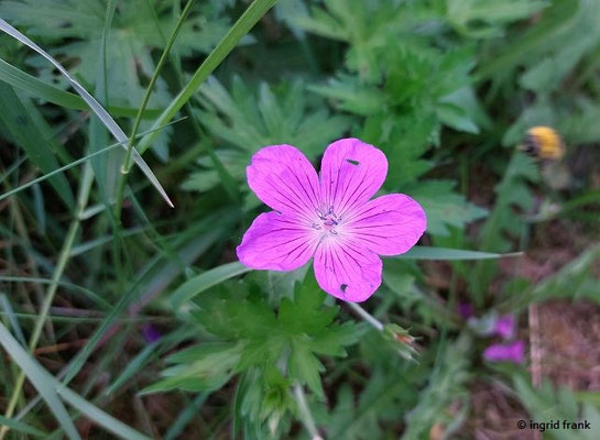 Geranium palustre / Sumpf-Storchschnabel