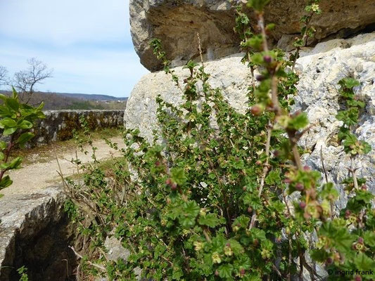12.04.2022 - An der Ruine Hohengundelfingen im Großen Lautertal