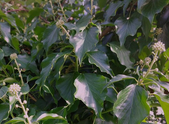 Hedera helix / Gewöhnlicher Efeu   (11.08.2023; Heidelberg, zwischen Haarlassweg und Stift Neuburg)