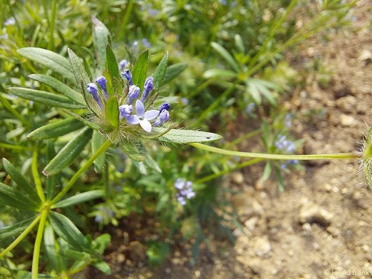 Asperula arvensis - Acker-Meier   V-VI  (19.06.2026; Botanischer Garten der Universität Ulm)