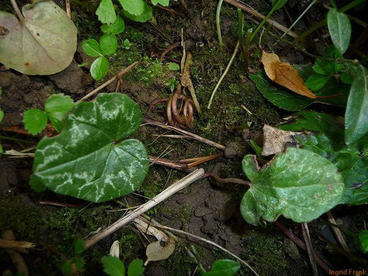 17.05.2010-Cyclamen hederifolium - Efeublättriges Alpenveilchen