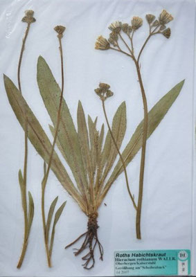 Pilosella rothiana / Roth-Mausohrhabichtskraut    VI-VII   (Herbarium Dr. Wolf von Thun)