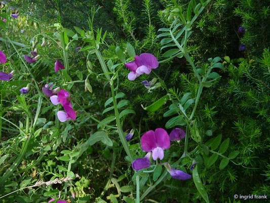 Lathyrus clymenum / Purpur-Platterbse   (27.04.2016; Italien, Insel Elba)