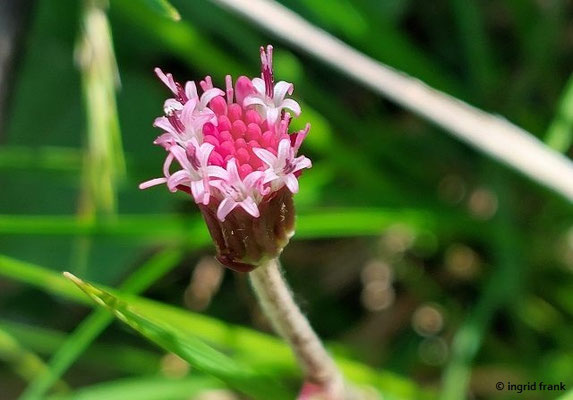 Homogyne alpina / Gewöhnlicher Alpenlattich; in Bayern ungefährdet, aber in Baden-Württemberg stark gefährdet