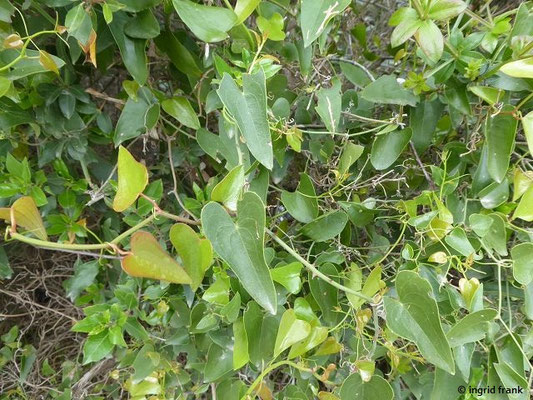 Dioscorea communis / Gewöhnliche Schmerwurz